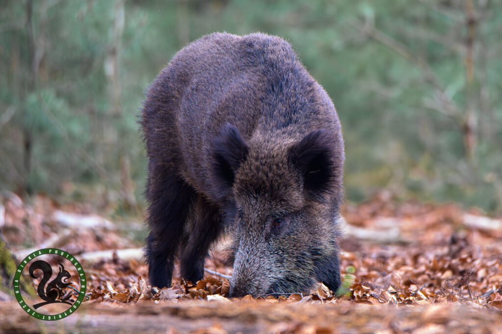 Wild Boar