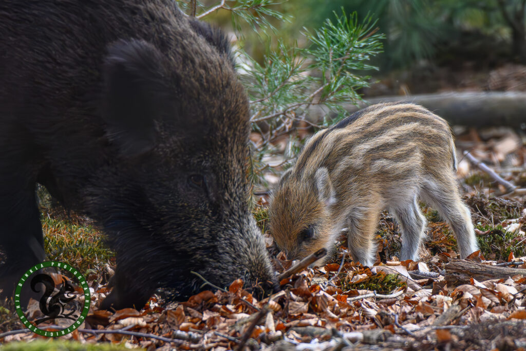 Wildboar with piglet