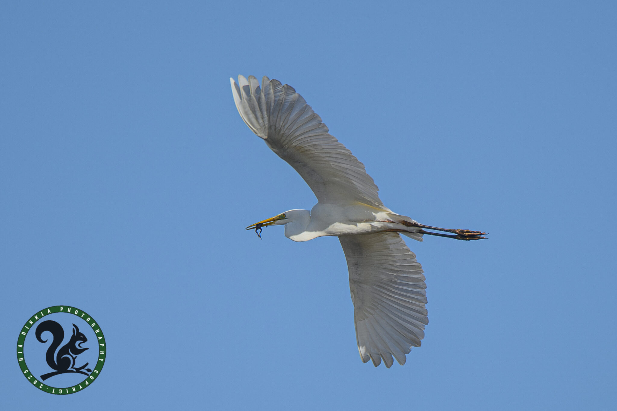 Great Silver Egret with frog