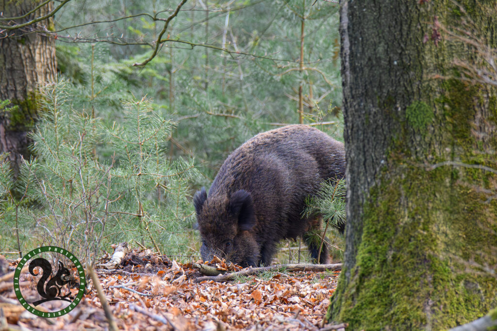 Wild Boar