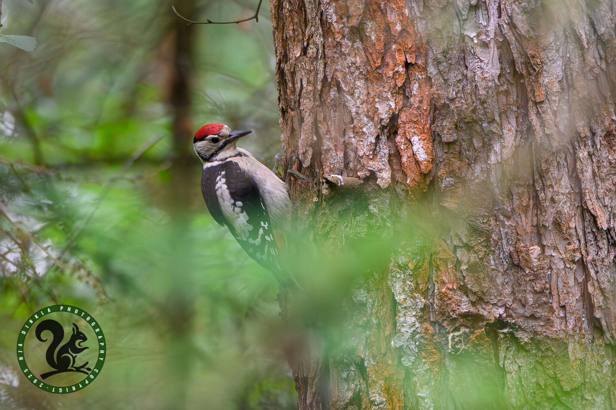 Great Spotted Woodpecker