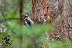 Great Spotted Woodpecker