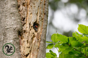 Great Spotted Woodpecker