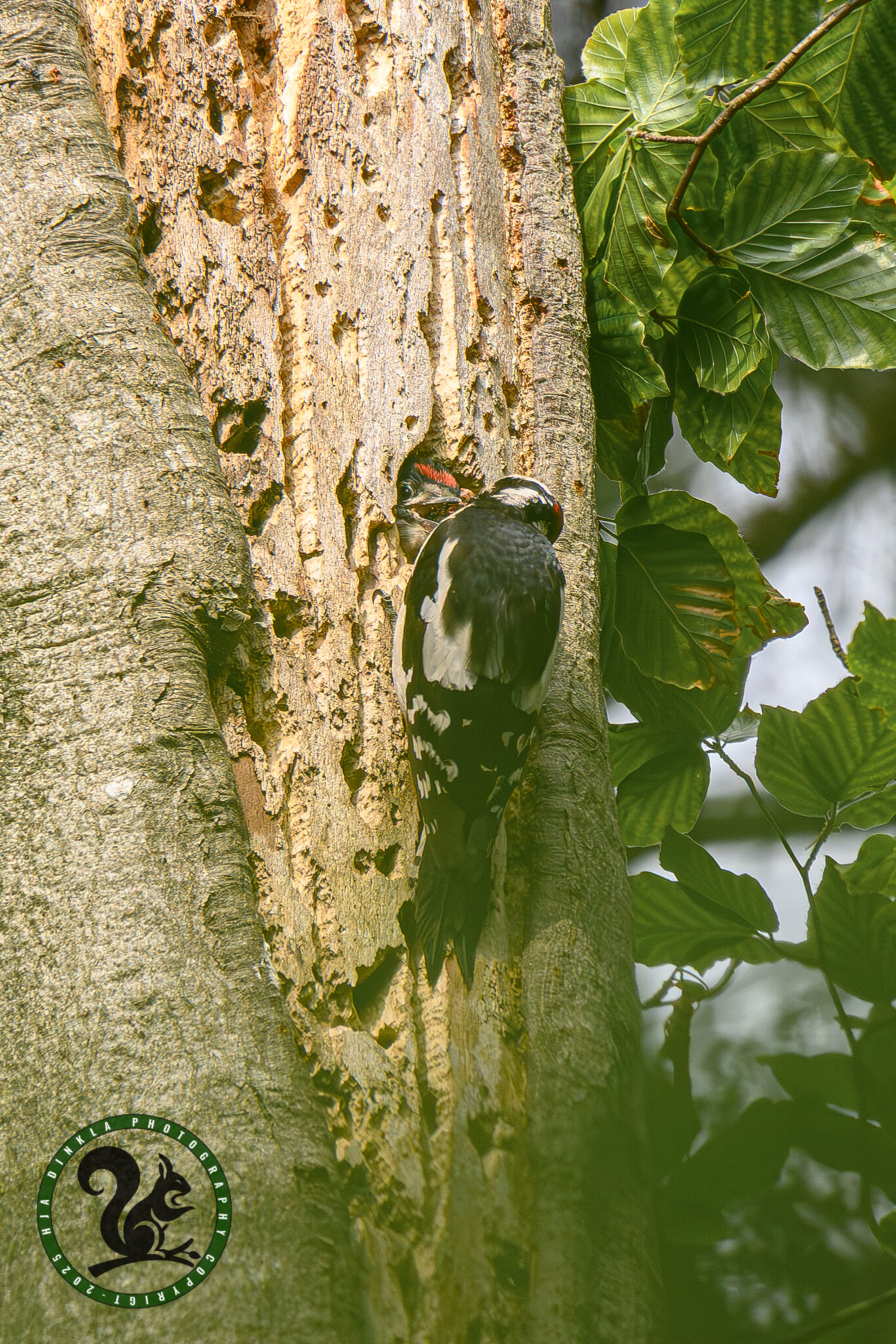 Great Spotted Woodpecker