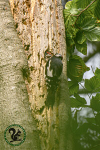 Great Spotted Woodpecker