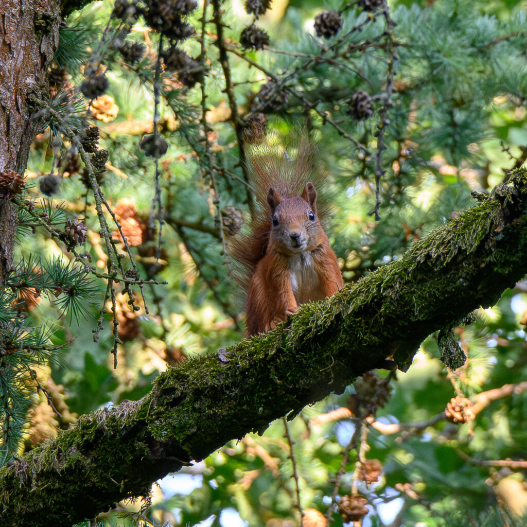 Squirrel