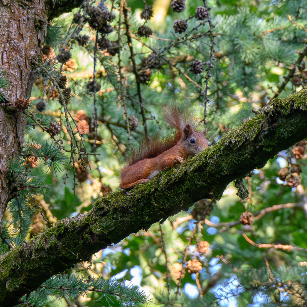 Squirrel