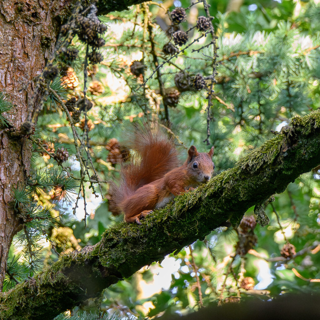 Squirrel
