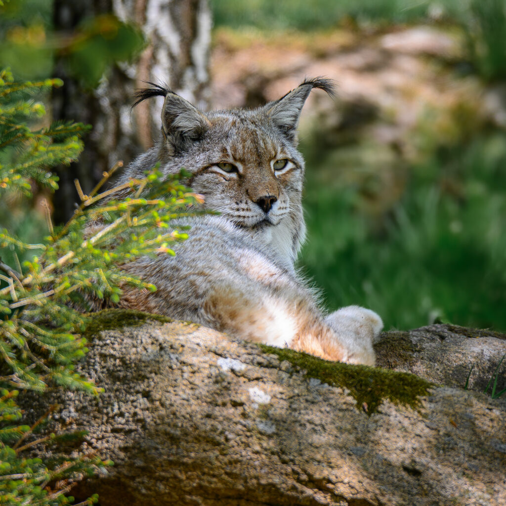 Linx