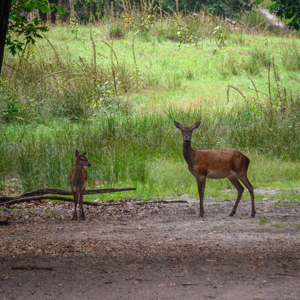 Red Deer female with young