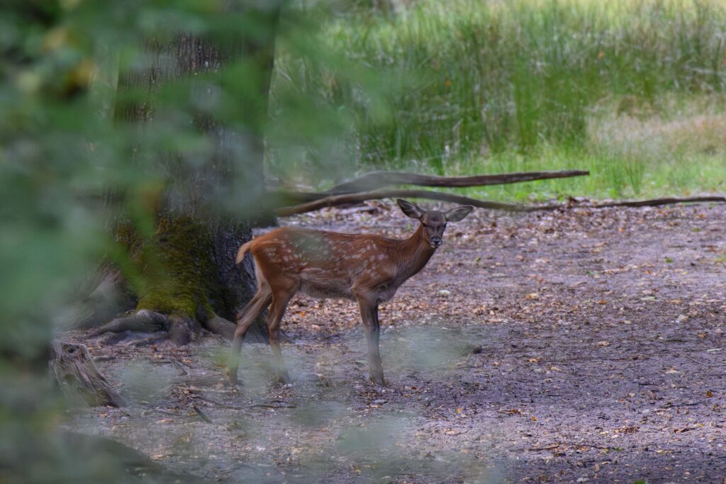 Red Deer young