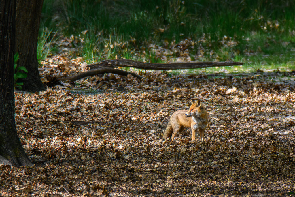 Fox