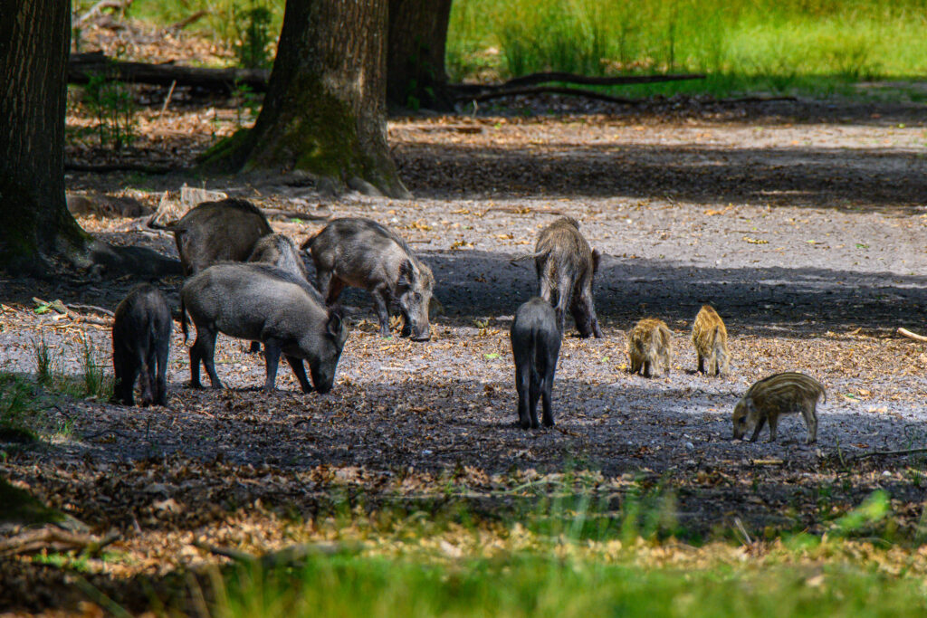 Wild Boar