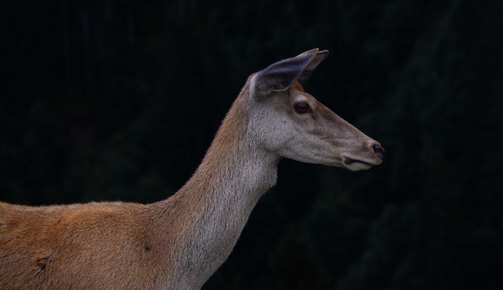 Red deer