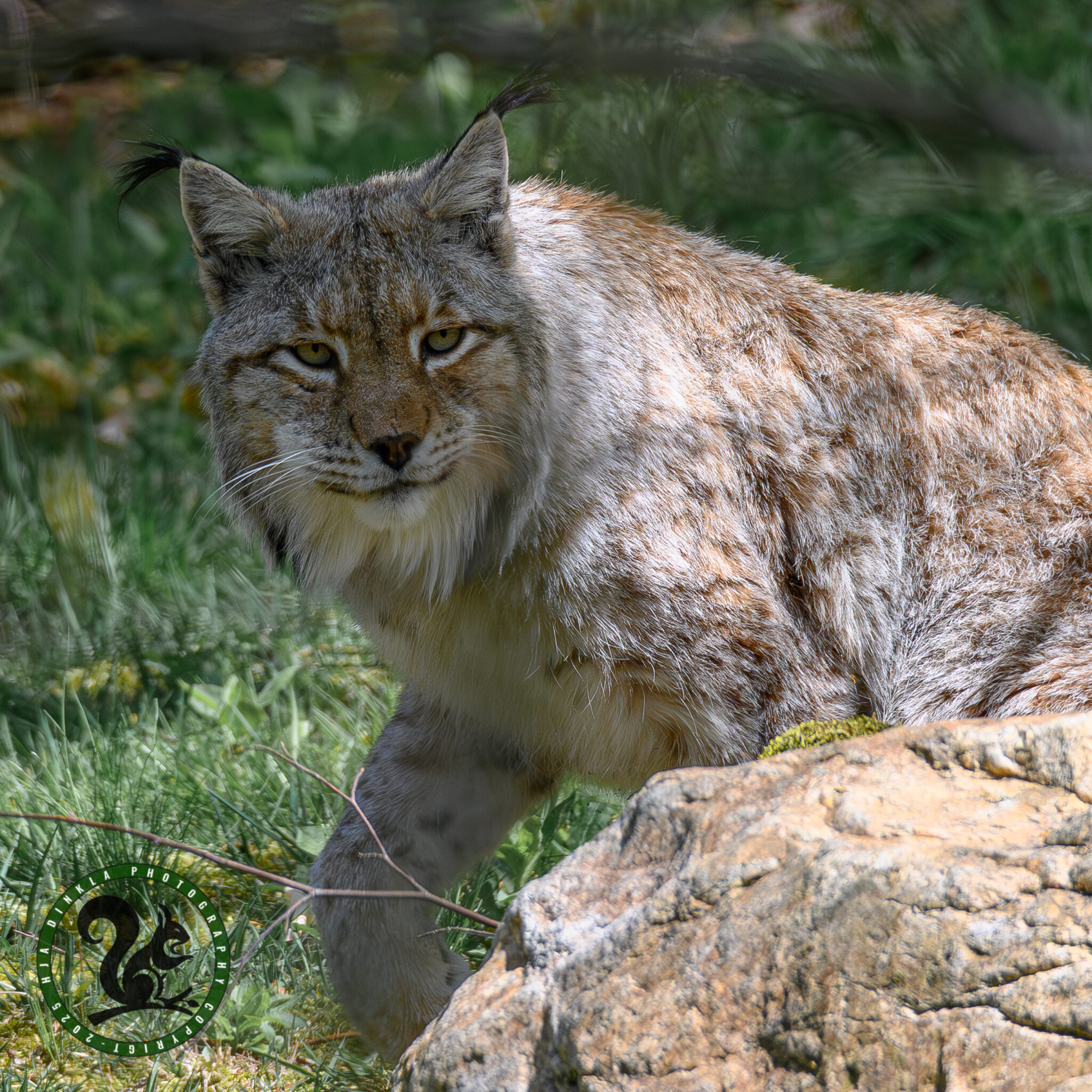 Lynx