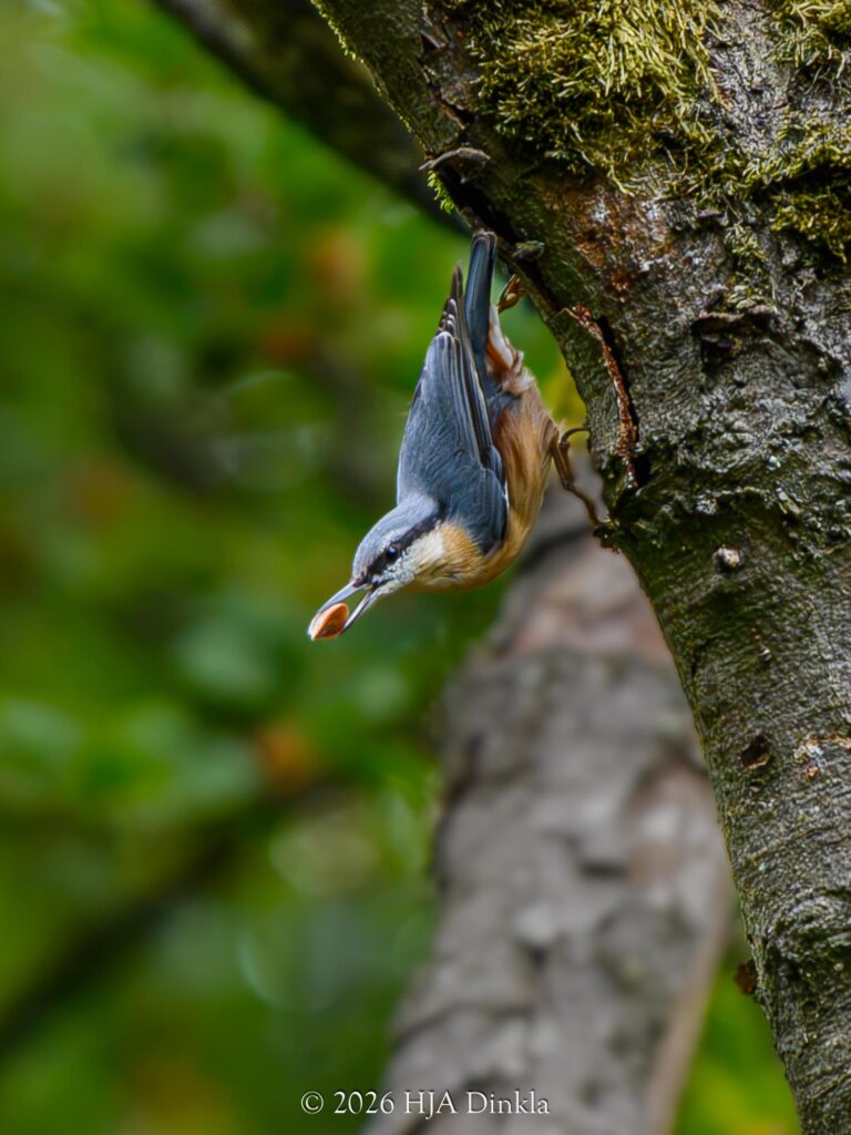 Nuthatch