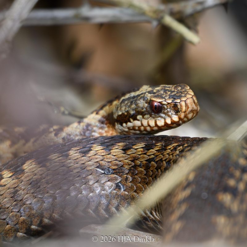 Adder