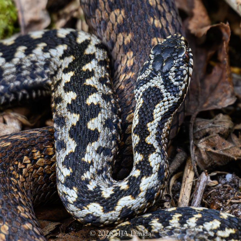 Adder