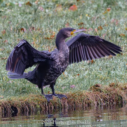 Cormorant (1 of 1)