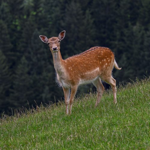 Fallow-deer-2