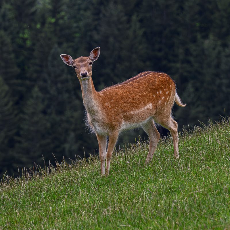 Fallow deer