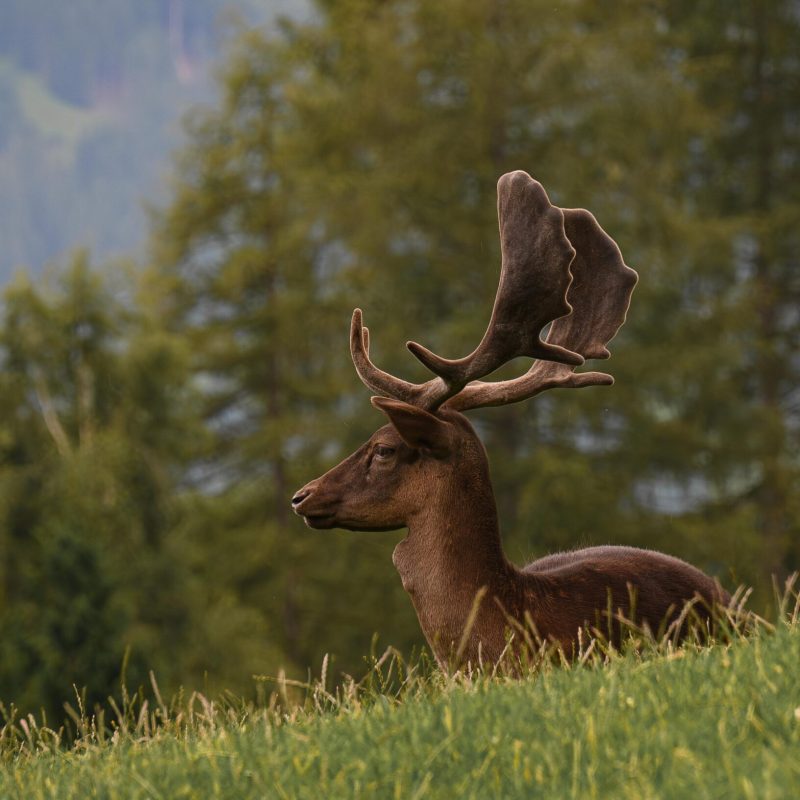 Fallow deer