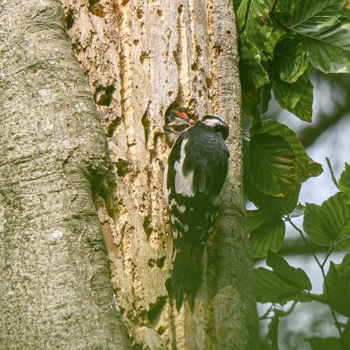 HJD_7211-Enhanced-NR