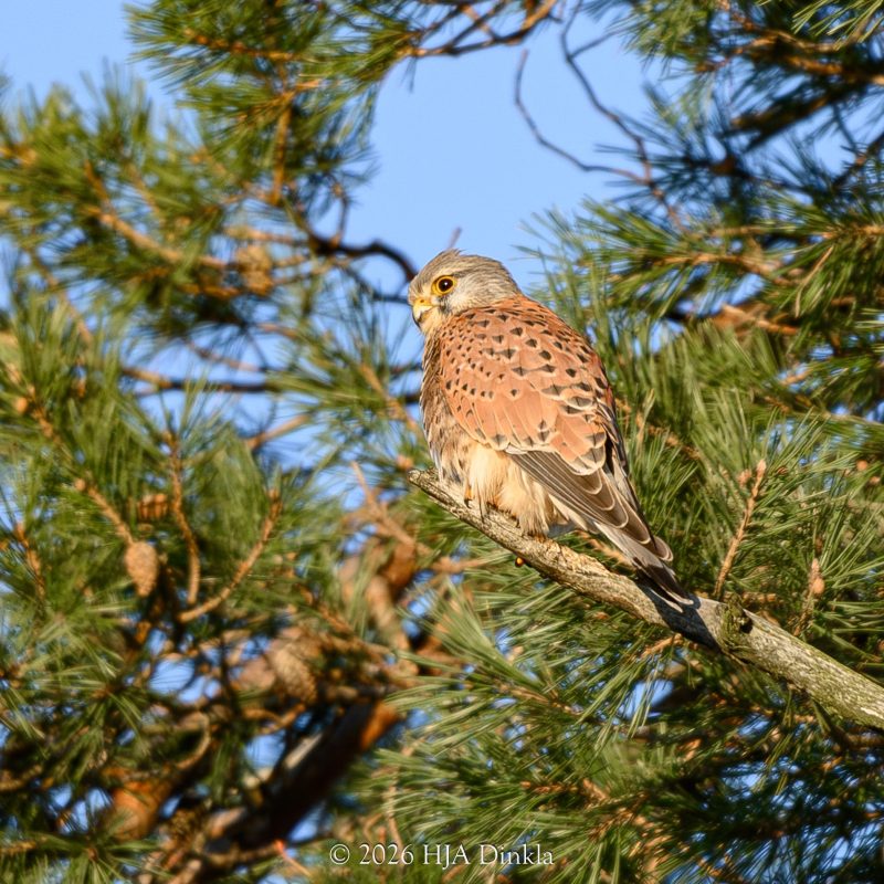 Kestrel