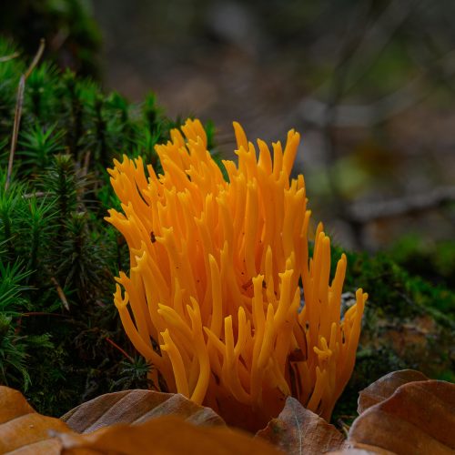 Kleverige-koraalzwammetje