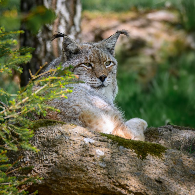 Lynx