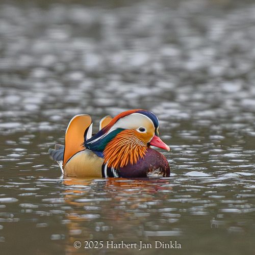 Mandarijneend-2