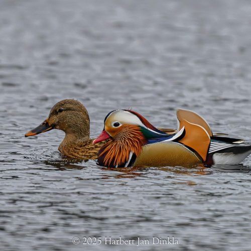 Mandarijneend-3