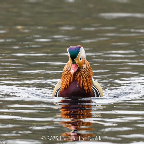 Mandarijneend-5