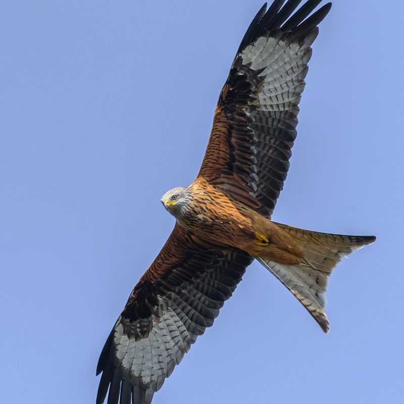 Red-Kite