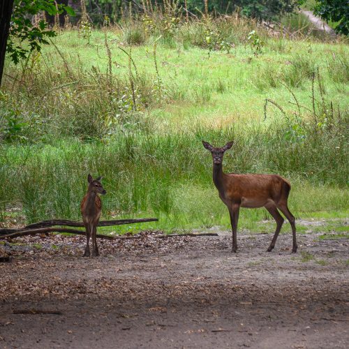 Red deer female with young