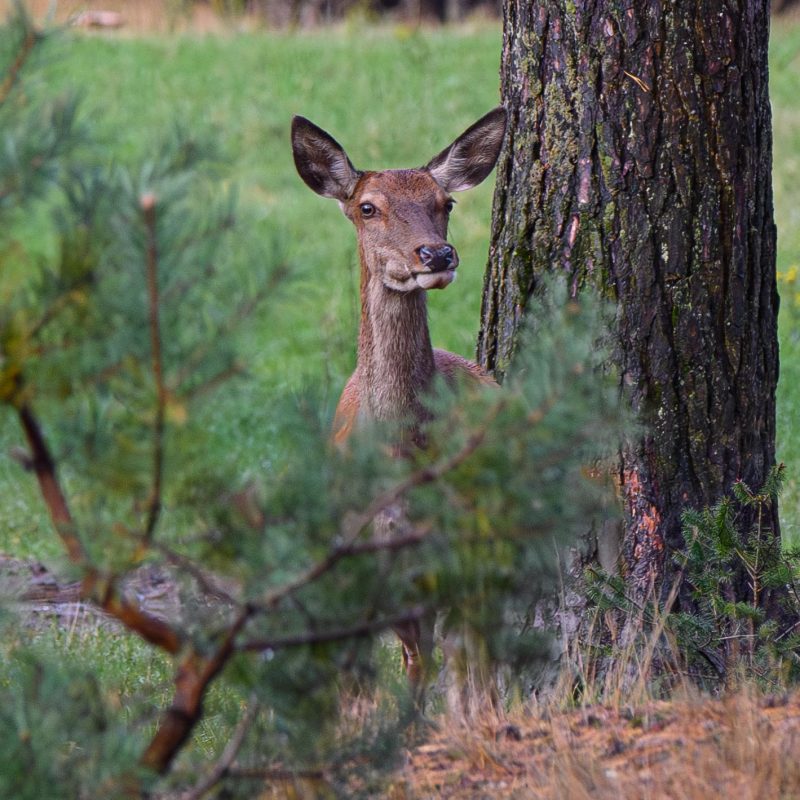 Reddeer
