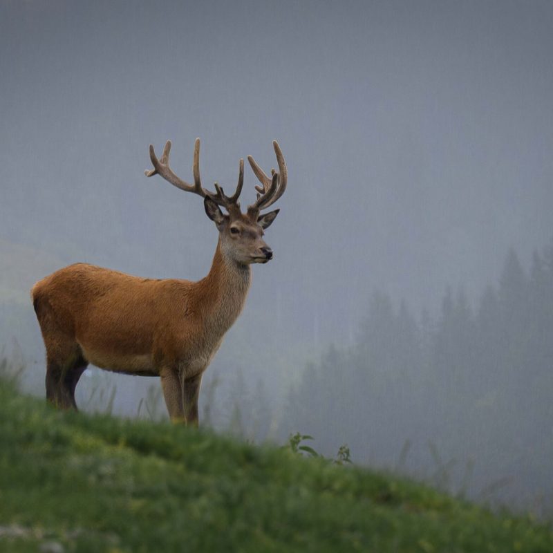 Reddeer