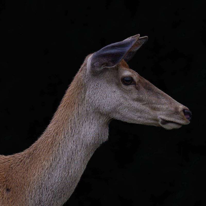 Reddeer