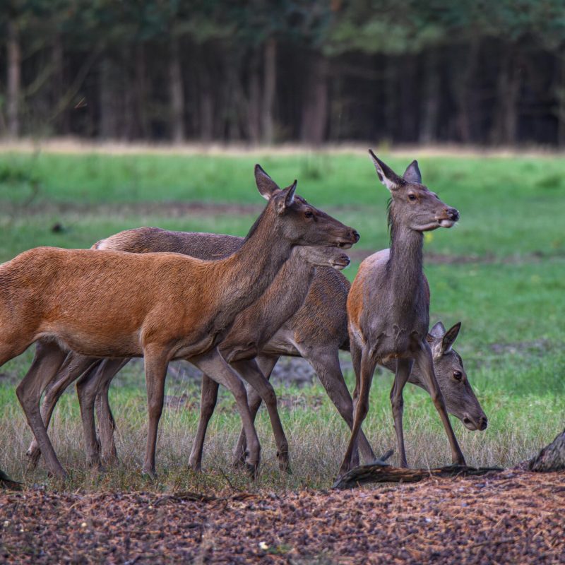 Reddeer