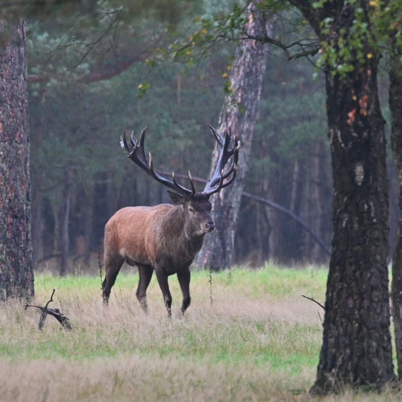 Stag