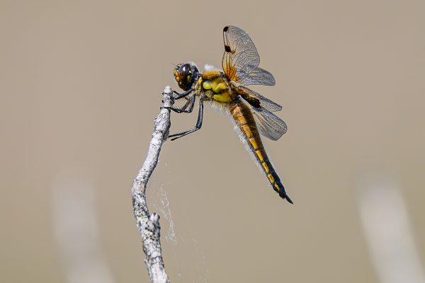 Four-spotted Chaser, Libellula quadrimaculata, Linelle Viervlek
