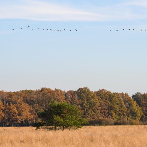 Vogeltrek-HBV-1 (1 of 1)