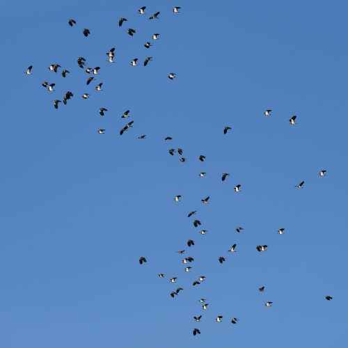 Vogeltrek-HBV-3 (1 of 1)