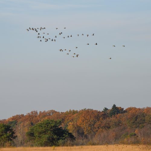 Vogeltrek-HBV-4 (1 of 1)