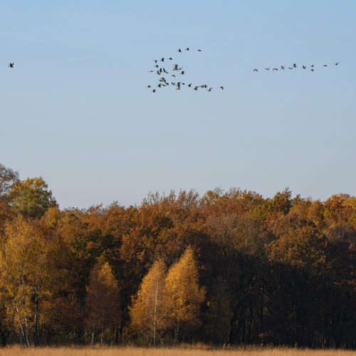 Vogeltrek-HBV-5 (1 of 1)