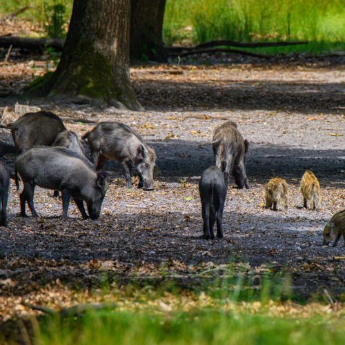 Wildezwijnen-1