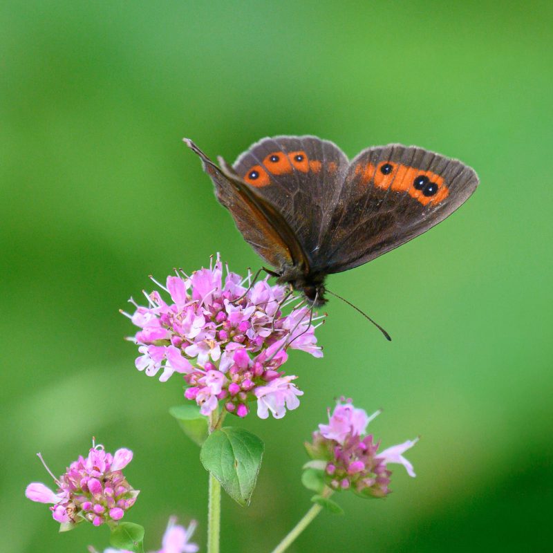 zomererebia
